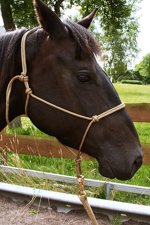 Cabezada de cuerda Brockamp - Imagen 2